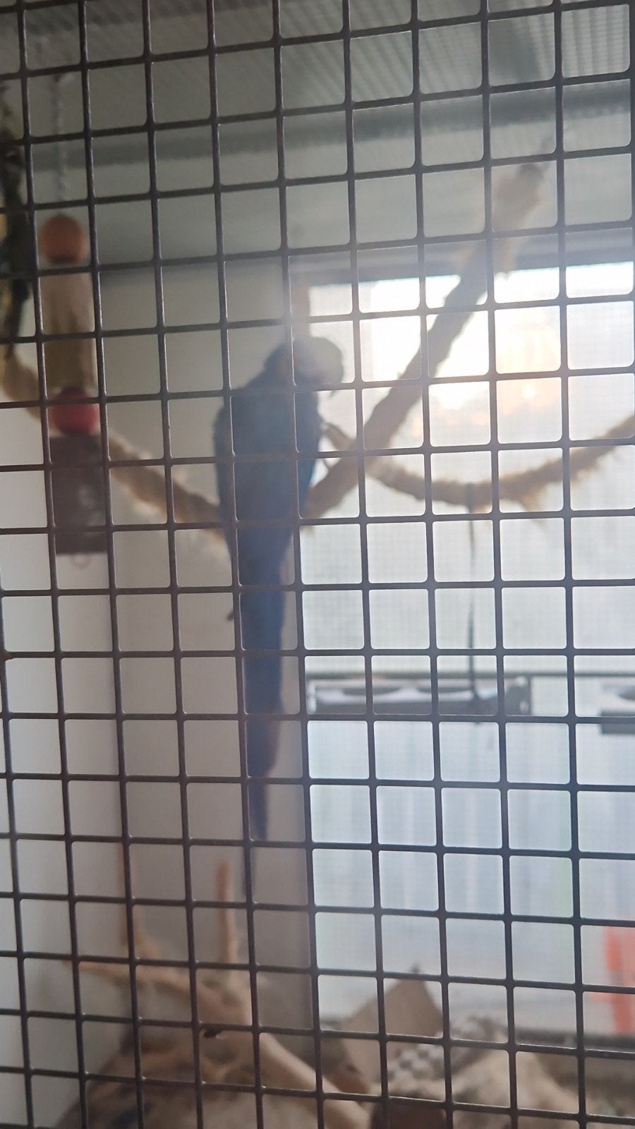 Arauna x harlekijn, Meerdere dieren, Papegaai, Pratend