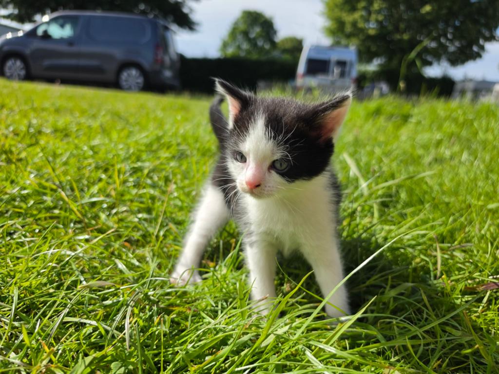 Europese kittens, Meerdere dieren, Ontwormd, 0 tot 2 jaar