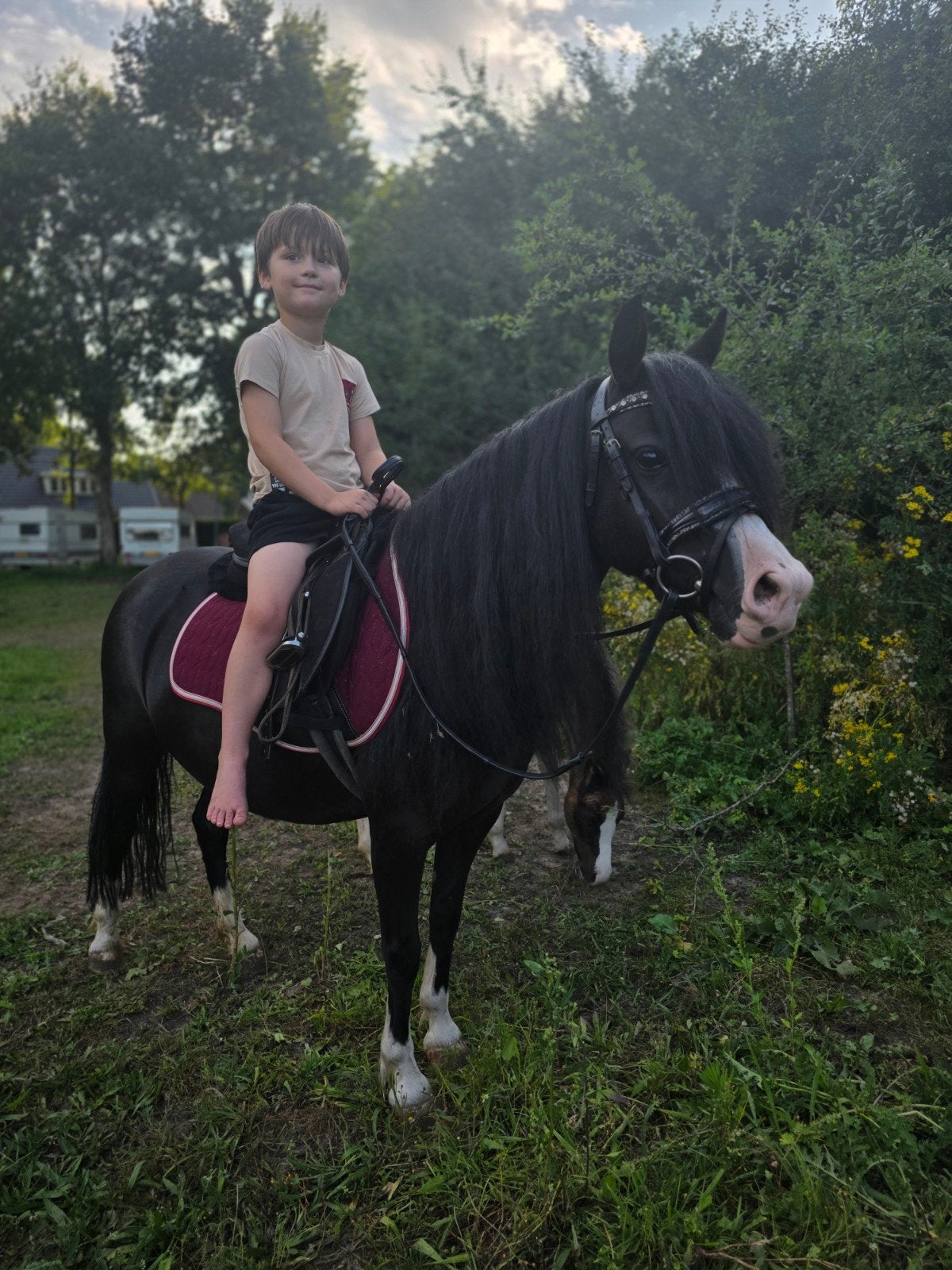 bloedmooie sectie A welsh merrie!!, Zadelmak, A pony (tot 1.17m), 3 tot 6 jaar, Merrie