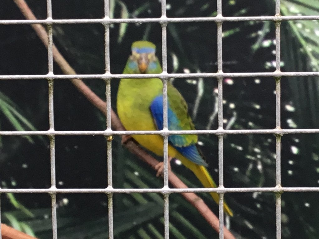 Turquoisine parkiet, Dieren en Toebehoren, Vogels | Parkieten en Papegaaien, Meerdere dieren, Parkiet, Geringd
