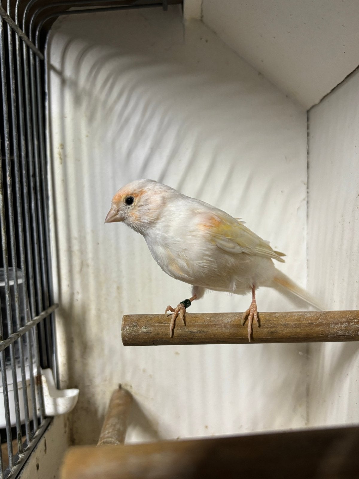 Harlekijn kanarie 2026, Dieren en Toebehoren, Vrouwelijk, Postuurkanarie