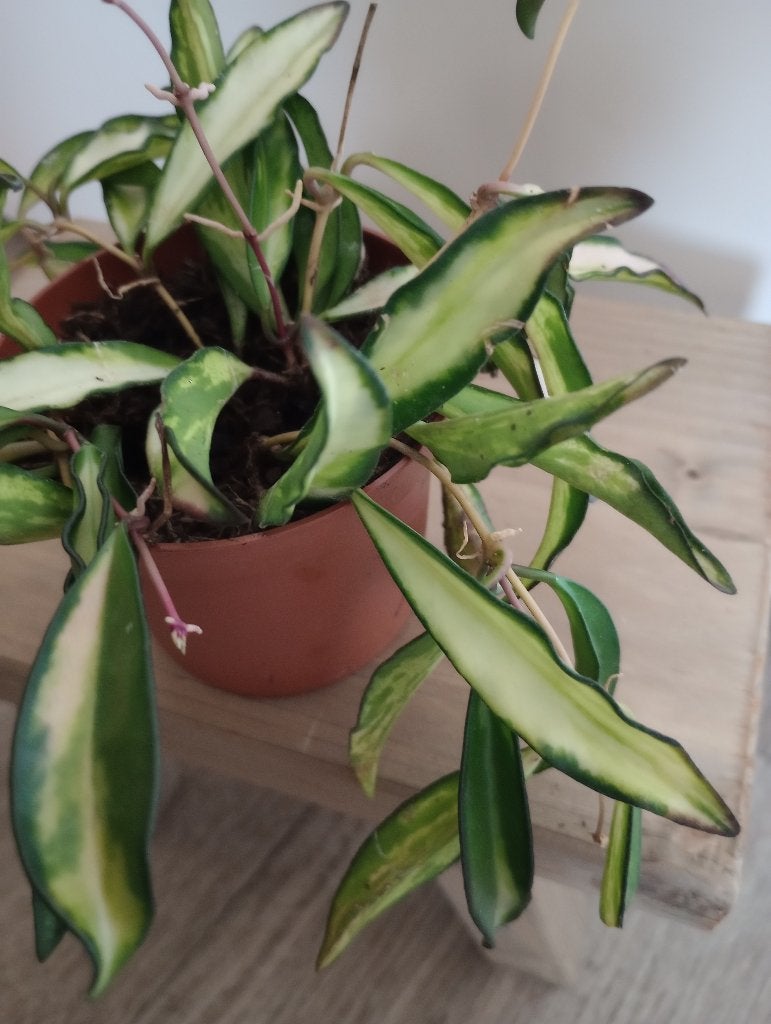 Hoya Wayetti, Ophalen, Overige soorten, Halfschaduw, Minder dan 100 cm