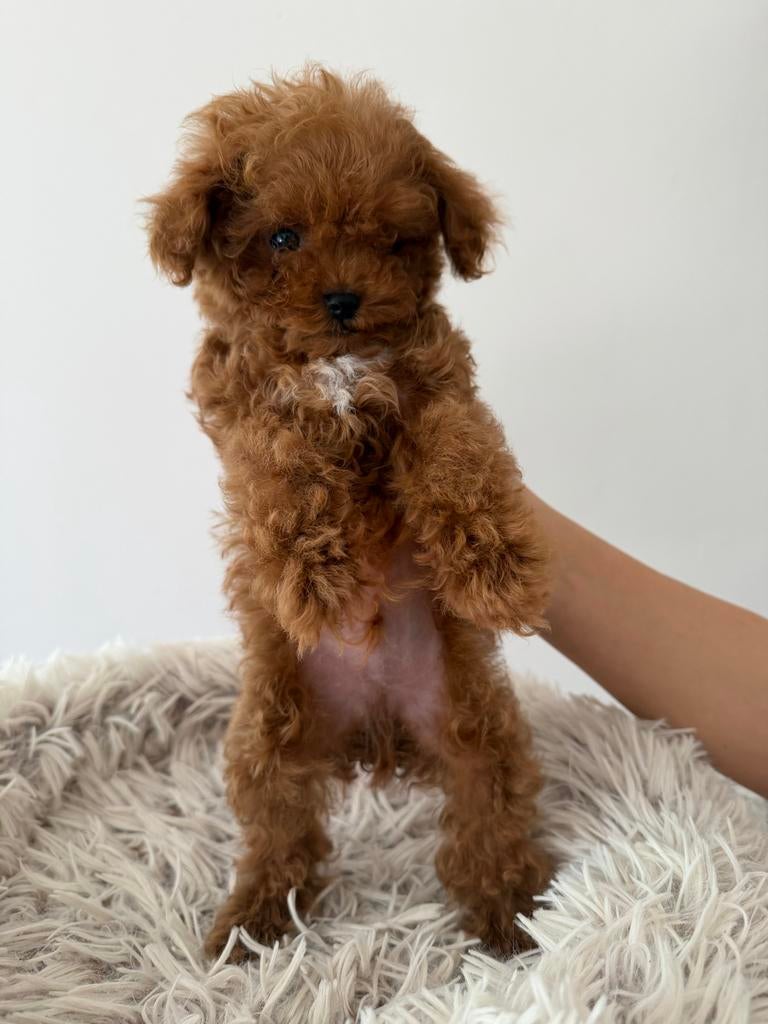 toy poedel pup Reu Tea cup!!!, Parvo, Reu, 8 tot 15 weken, Eén hond