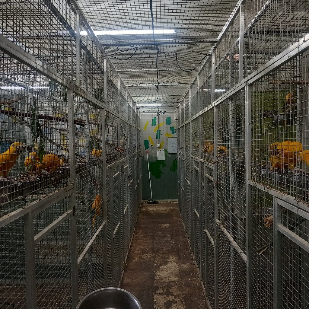 goudparkieten te koop of ruilen, Dieren en Toebehoren, Mannelijk, Papegaai, Geringd