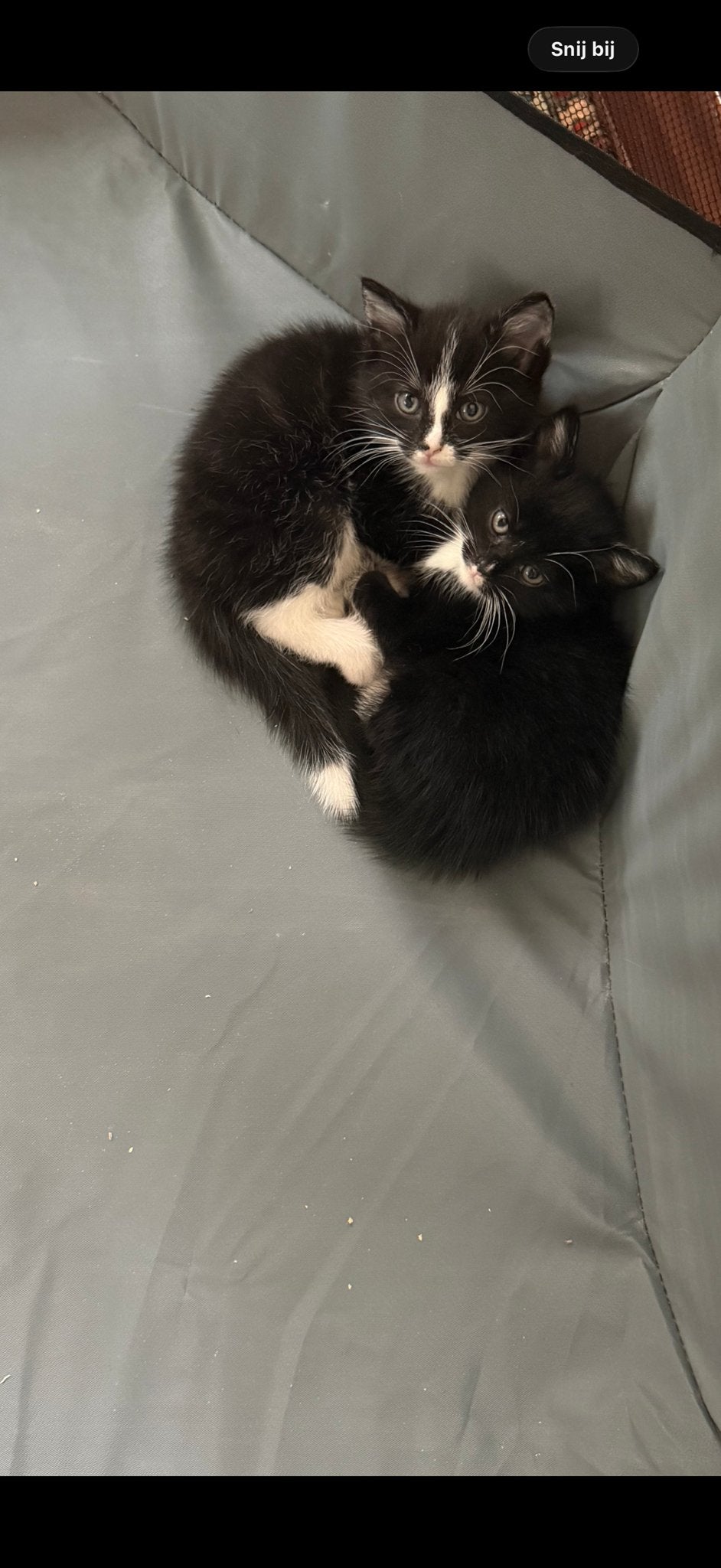 Kittens