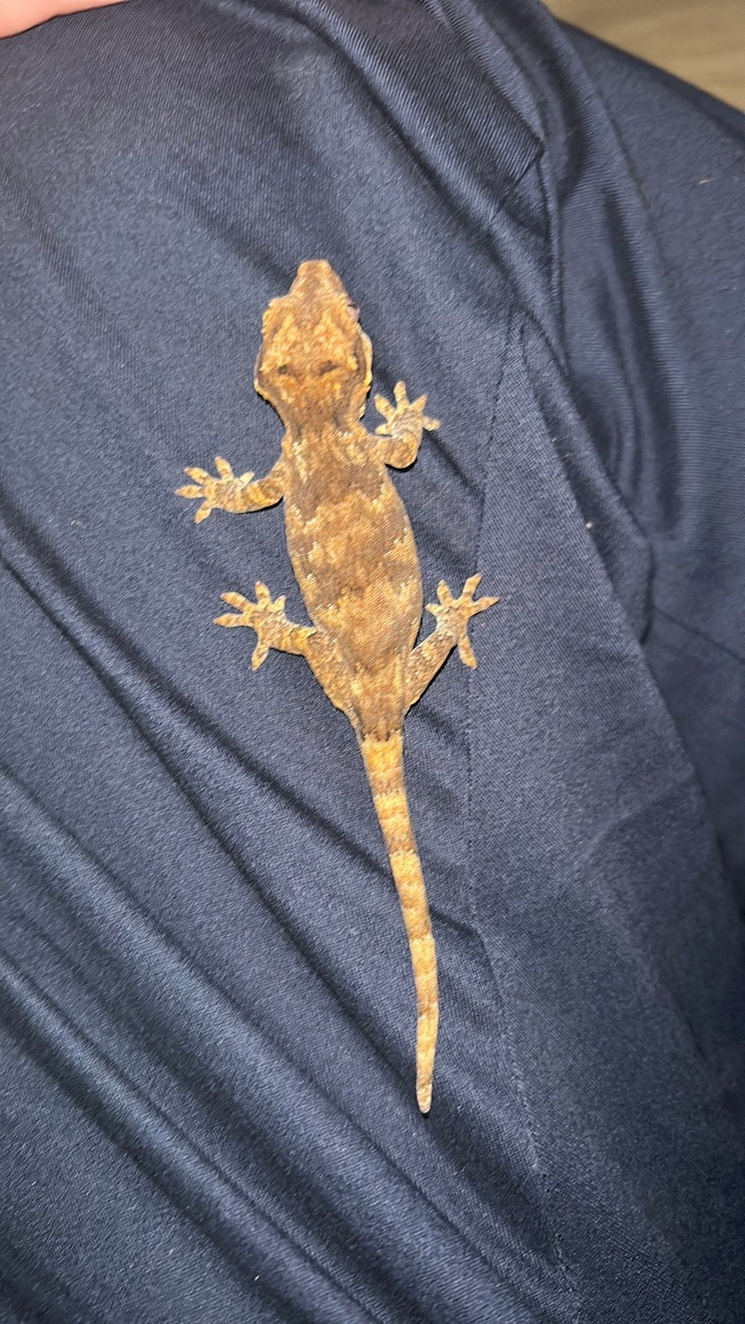Gargoyle gekko, 0 tot 2 jaar