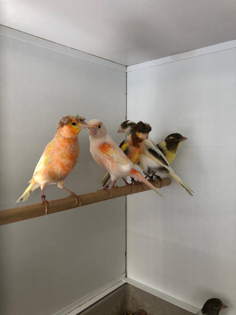 Div harlekijn kanaries, Dieren en Toebehoren, Meerdere dieren, Kleurkanarie