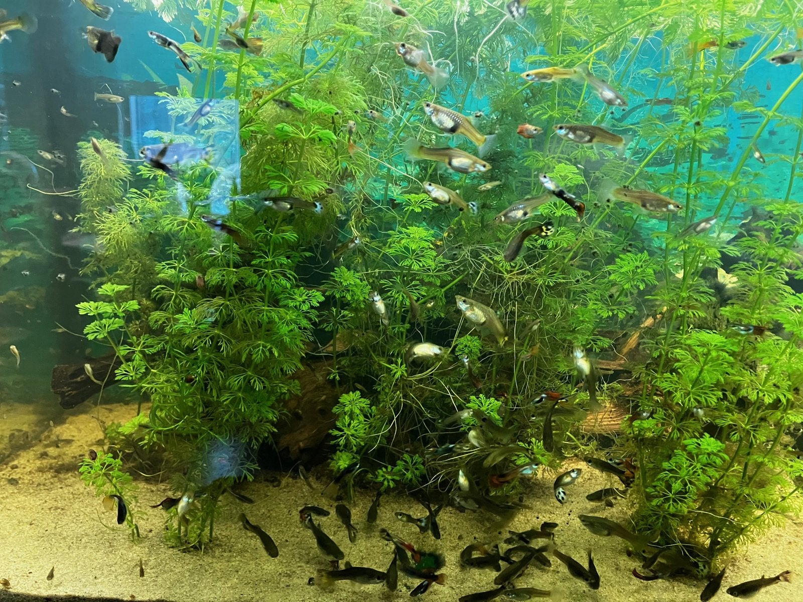 Te koop guppen, guppy’s, guppies 🐠, Vis, Zoetwatervis