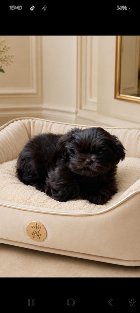 Schitterend raszuiver choco( livergen) shih tzu Teefje., Dieren en Toebehoren, Honden | Dekreuen, Parvo, 8 tot 15 weken, Teef