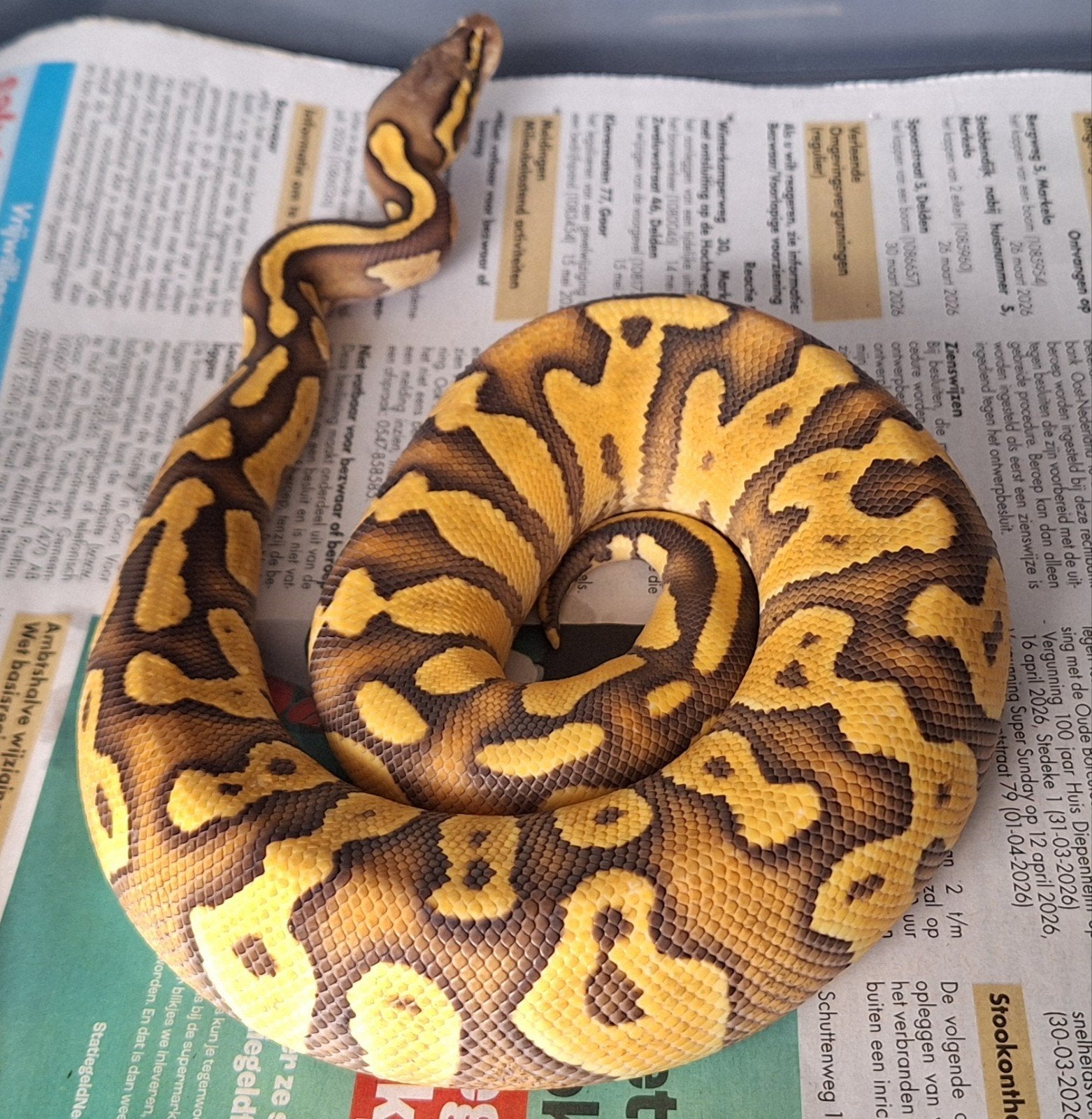 GHI Hypo pastel Enchi Ball Python - male for sale from SC