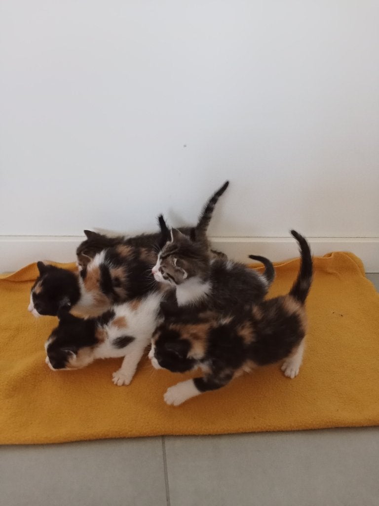 Kittens, Dieren en Toebehoren, Katten en Kittens | Overige Katten, Kortharig, Meerdere dieren, 0 tot 2 jaar