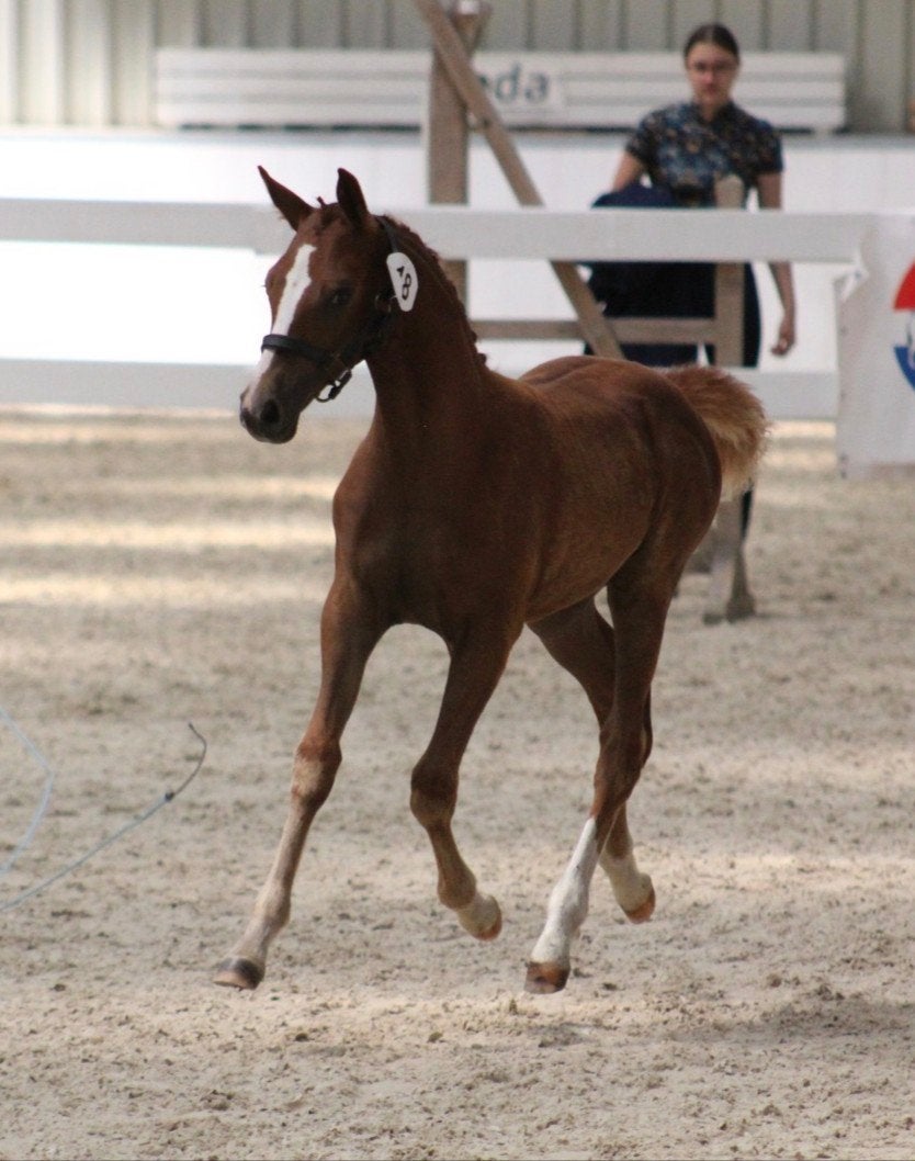 Golden Fairy  — 1ste premie NRPS merrieveulen, Dieren en Toebehoren, Merrie, 0 tot 2 jaar