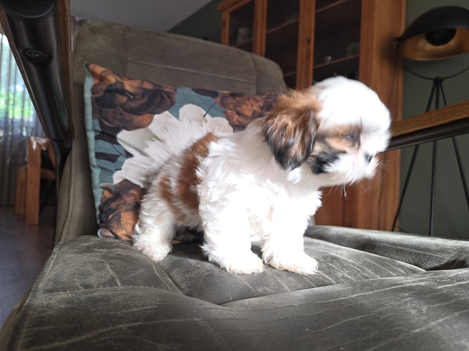 Boomer pups reutjes, Parvo, Overige rassen, 8 tot 15 weken, Meerdere