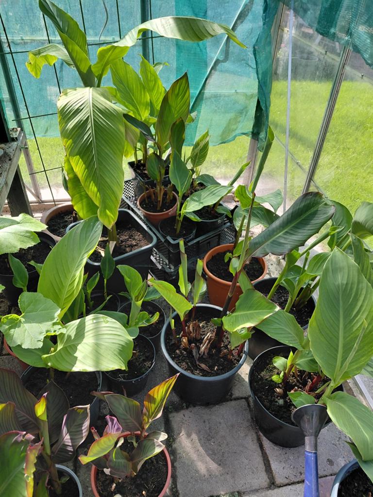 Diverse Canna lelies - Verschillende soorten en maten, Ophalen