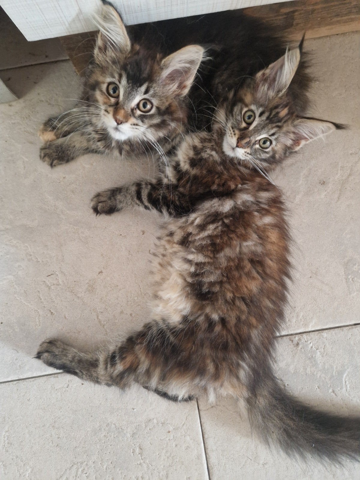 1 black torti tabby (v) 10 april 2026, Dieren en Toebehoren, Meerdere dieren, Ontwormd, 0 tot 2 jaar