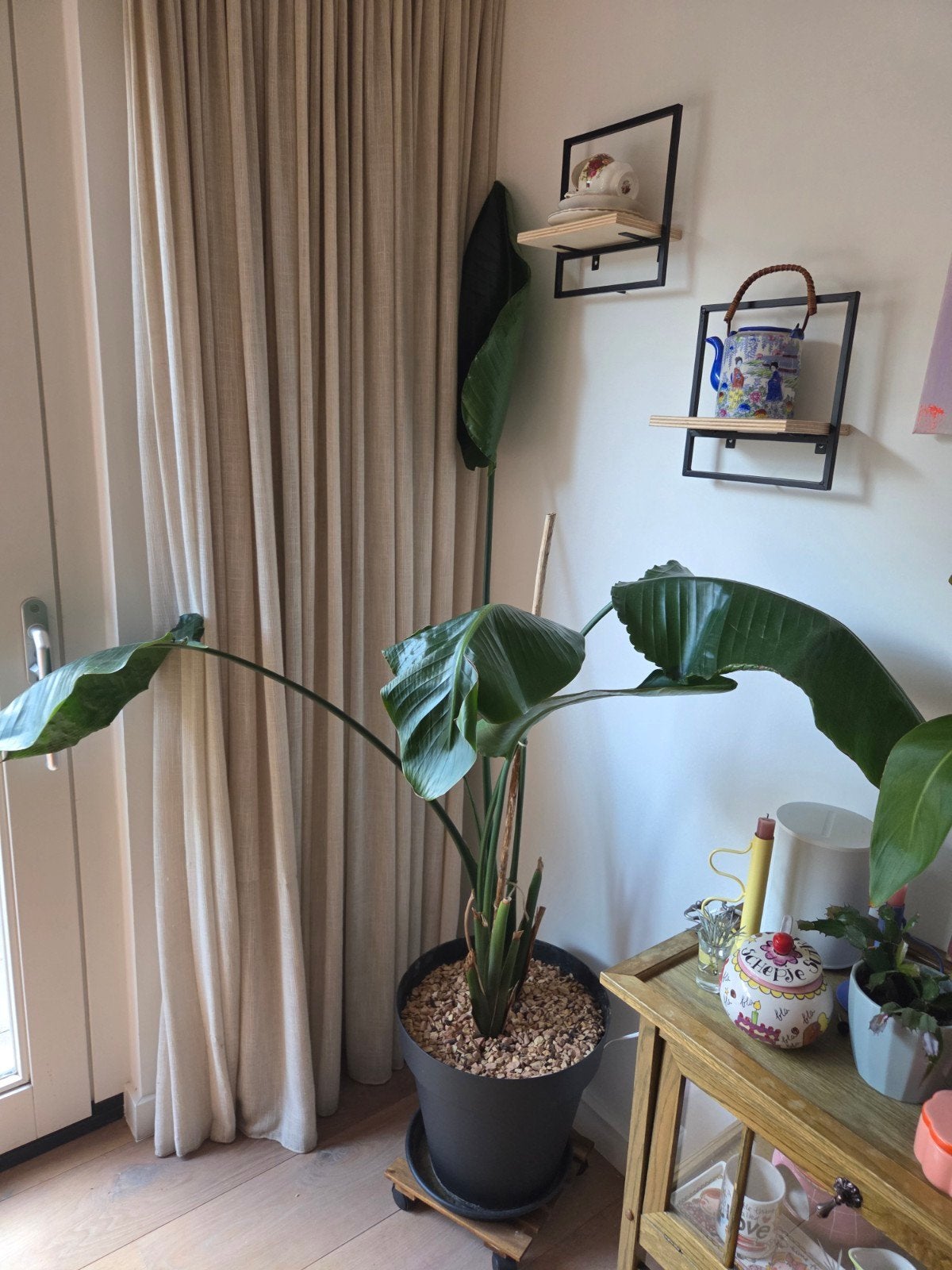 Grote Strelitzia in pot - Paradijsvogelplant, Huis en Inrichting, Ophalen