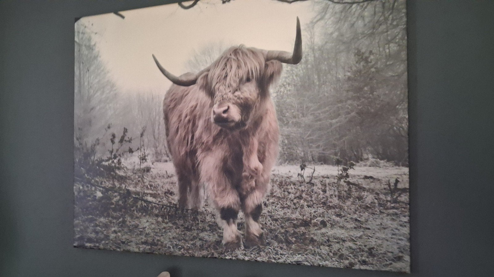 Schilderij Schotse Hooglander - Canvas, Ophalen, 50 – 75, Zo goed als nieuw, Schilderij