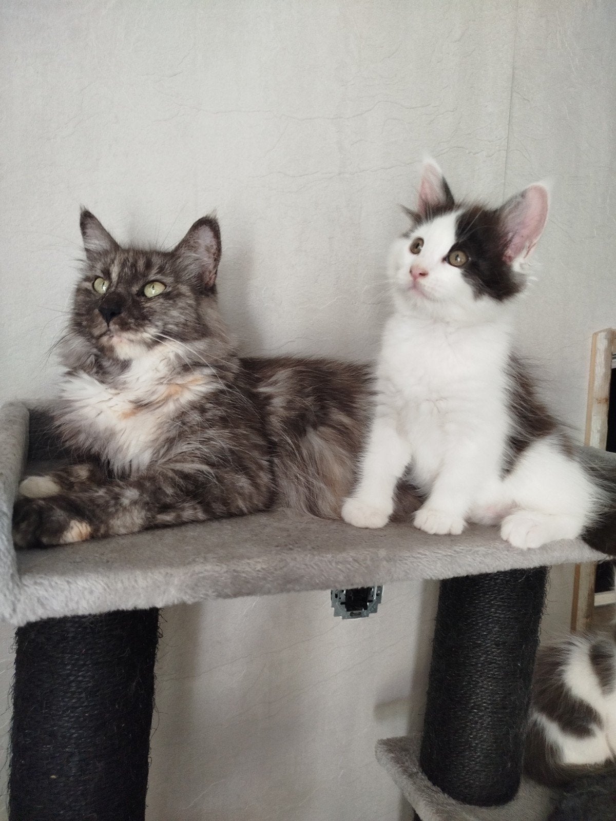 Maine Coon kitten, Poes, Ontwormd, 0 tot 2 jaar