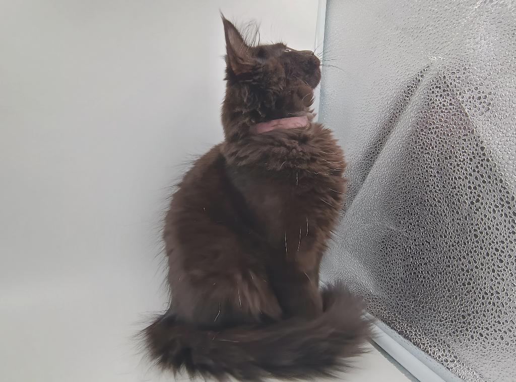 Maine Coon kittens met stamboom, Dieren en Toebehoren, Katten en Kittens | Overige Katten, Meerdere dieren, Langharig, 0 tot 2 jaar