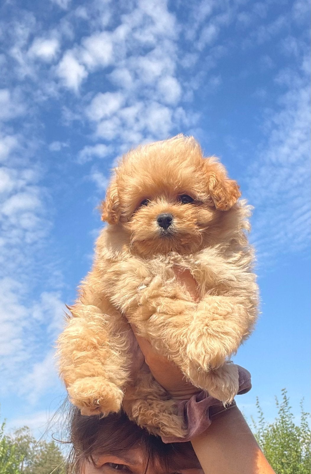 Prachtige pomapoo pups, Parvo, Keeshond, 8 tot 15 weken, Meerdere