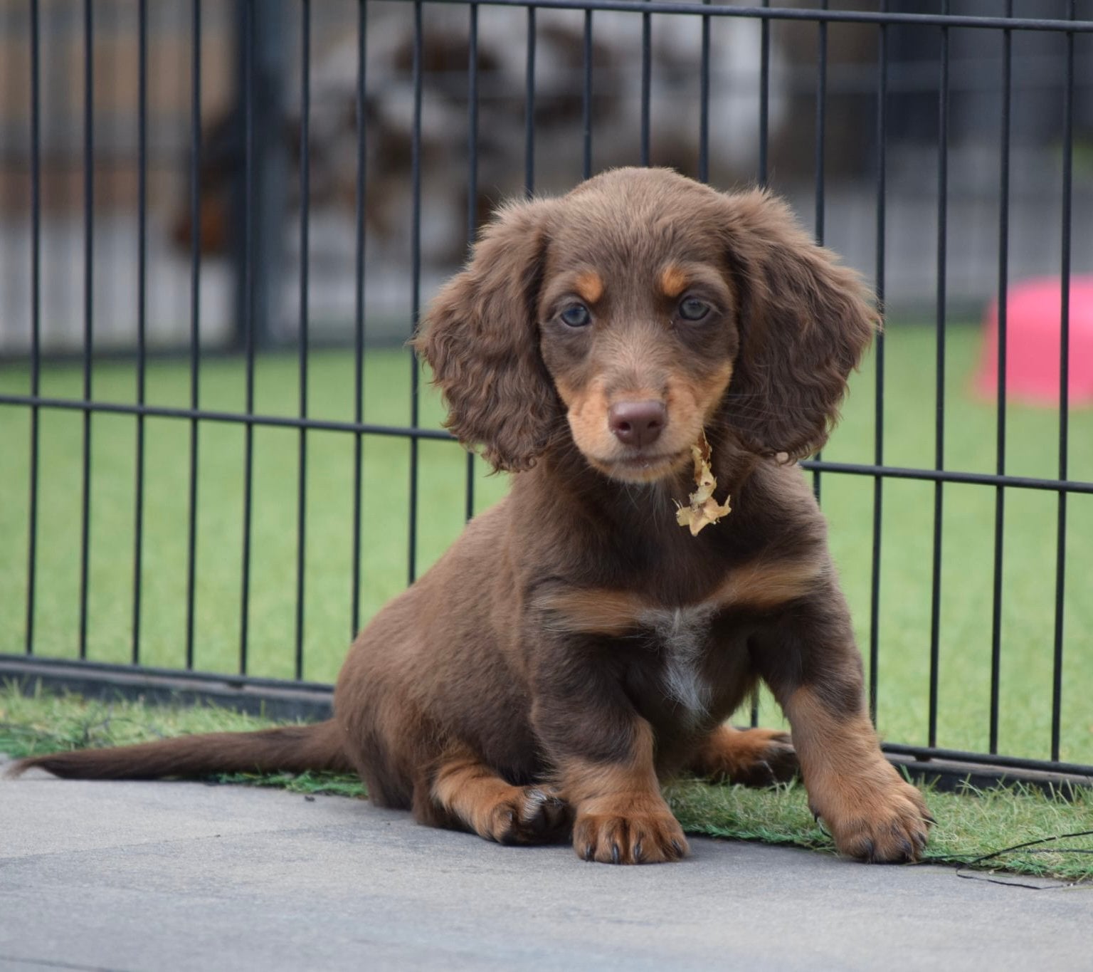 ❤️ Dwerg teckel pups langhaar ❤️ tekkel, puppy’s, longhair, 8 tot 15 weken, Dwerg, Langhaar, Meerdere