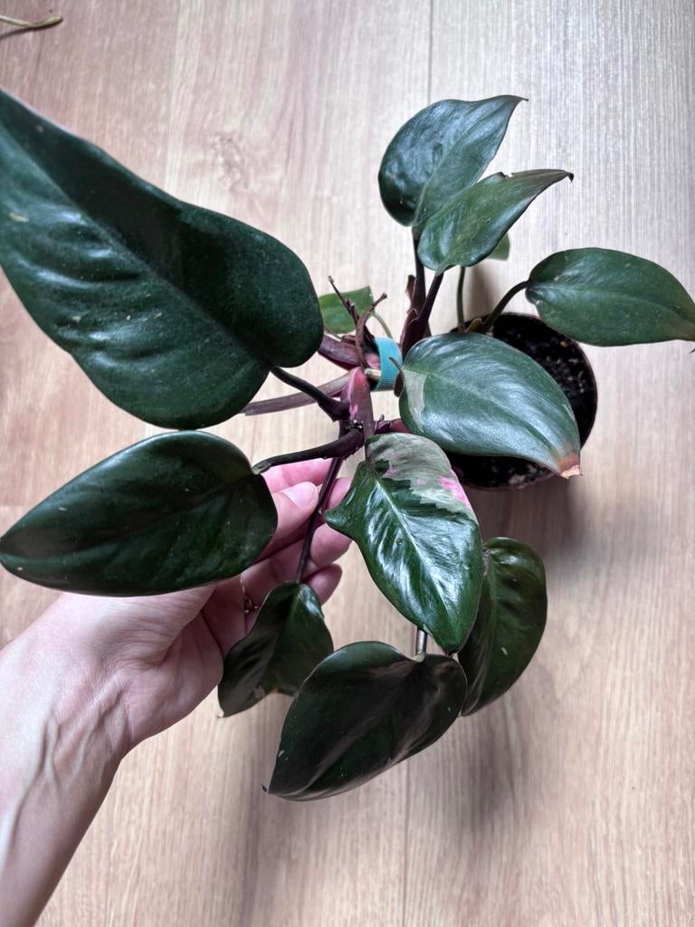 Philondendron Pink Princess, Huis en Inrichting, Kamerplanten, Ophalen, Halfschaduw, Minder dan 100 cm