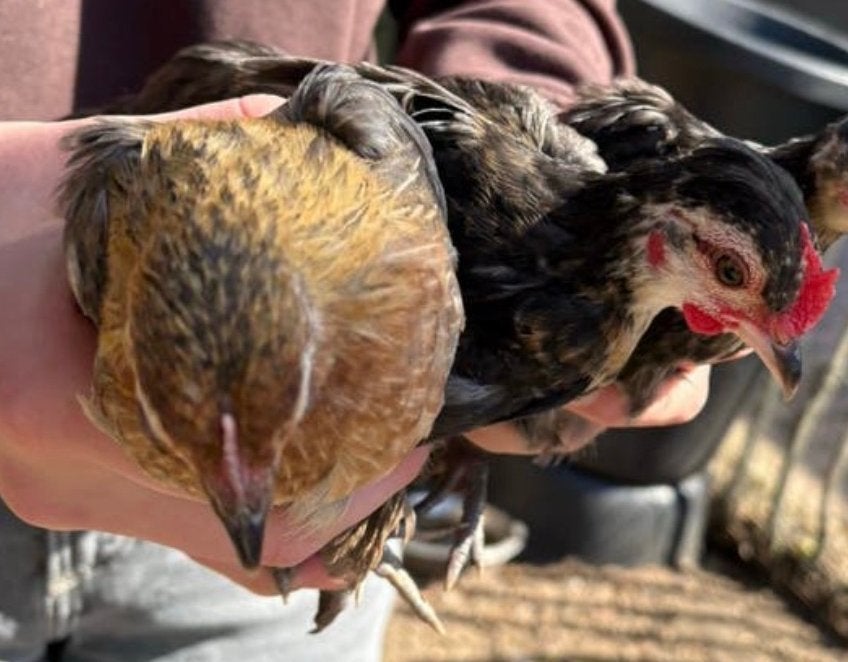 Krielkip haan + hen, Twee personen, Ticket of Toegangskaart