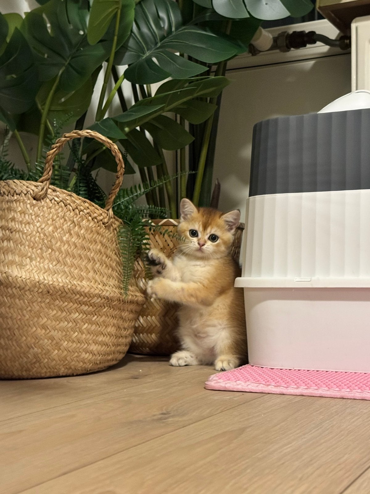 Brits korthaar golden shaded kitten, Poes, Ontwormd, 0 tot 2 jaar