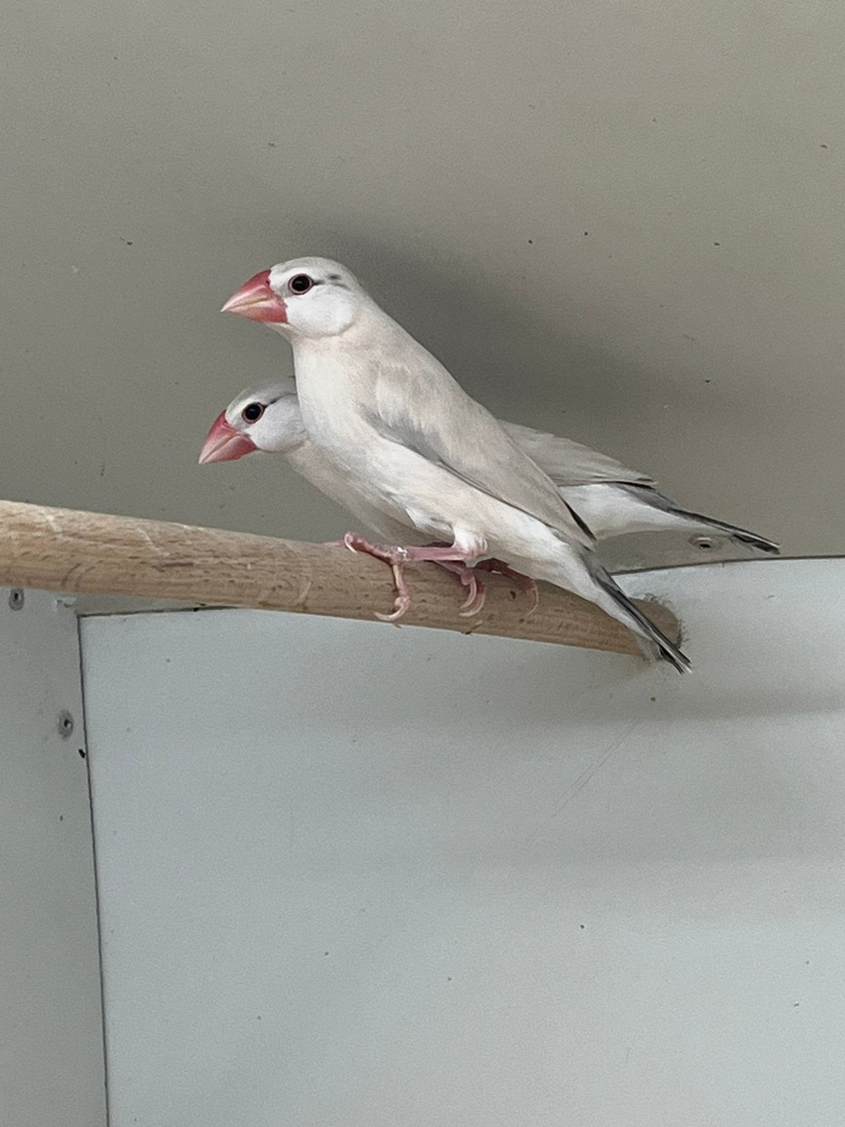 Rijstvogel Diverse kleuren, Geslacht onbekend, Tropenvogel