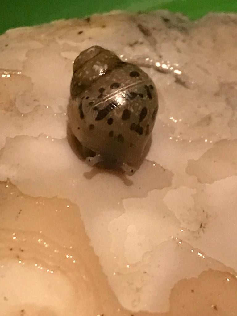 Baby Afrikaanse reuzenslakken/Giant African Land Snails/GALS, Overige soorten, 0 tot 2 jaar