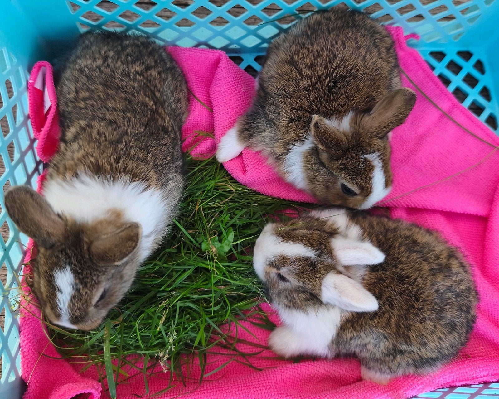 3 prachtige Raszuivere kleurdwerg jonkies. 2 voedster, 1 ram, Mei, Meerdere dieren, Overige typen, Tam