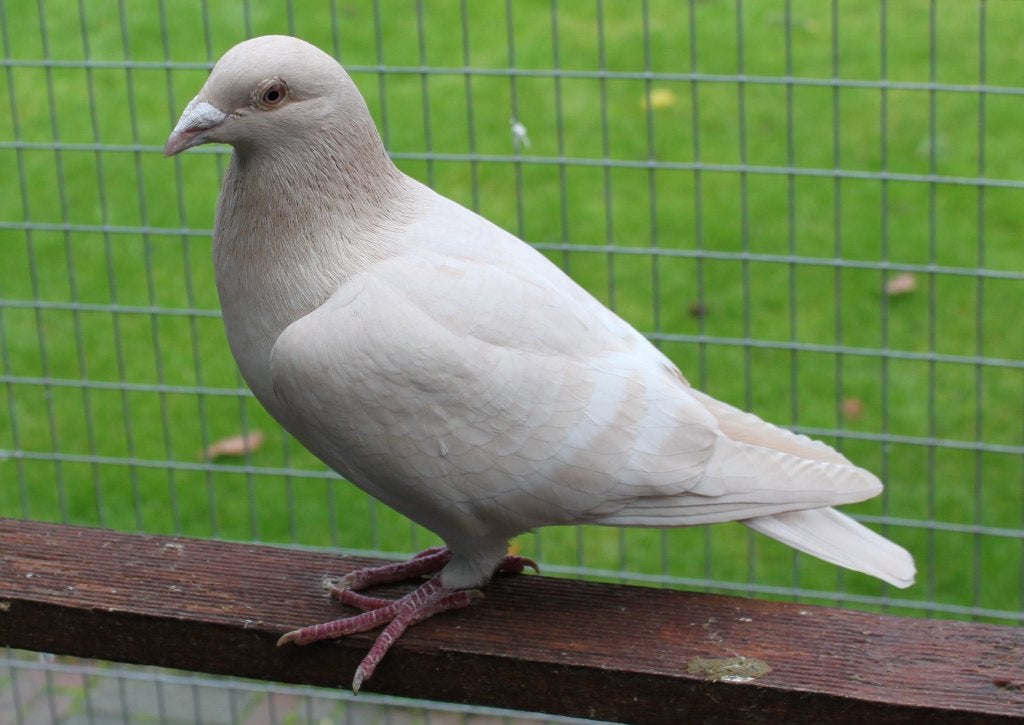 postduiven kleurpostduiven, Meerdere dieren, Postduif