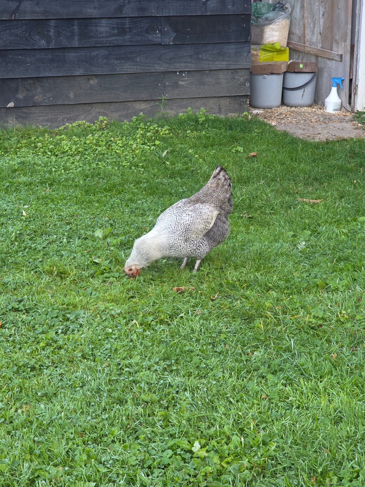 4 jonge kippen, Dieren en Toebehoren, Vrouwelijk, Kip