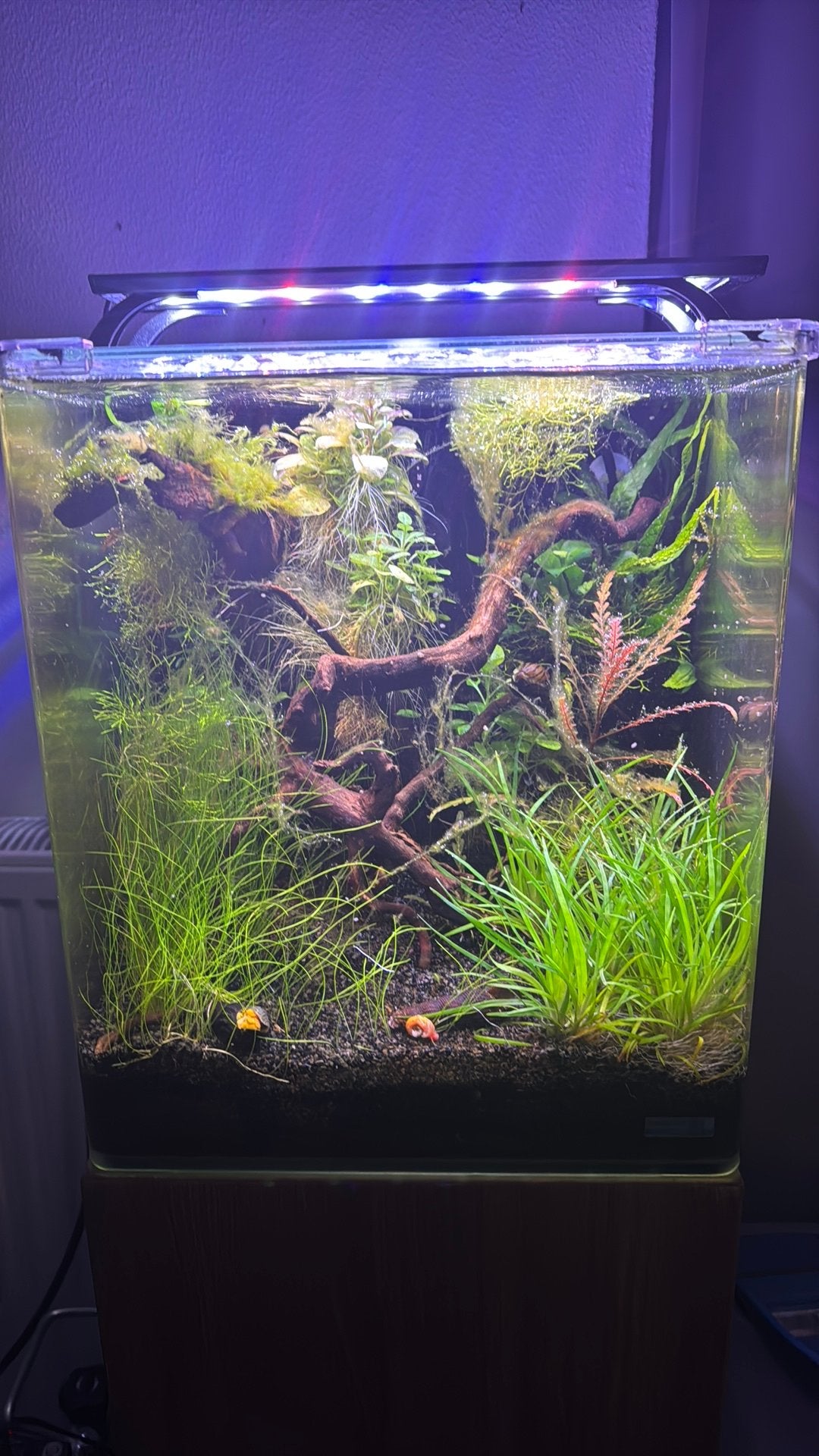 Dennerle Cube 30, Ophalen, Zo goed als nieuw, Gevuld zoetwateraquarium