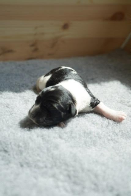Gouden huis voor 5 pups, Parvo, 8 tot 15 weken, Meerdere, Meerdere dieren