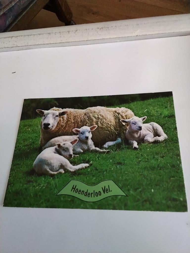 HOENDERLOO. (VEL)  SCHAAP MET LAMMETJES, Ophalen of Verzenden
