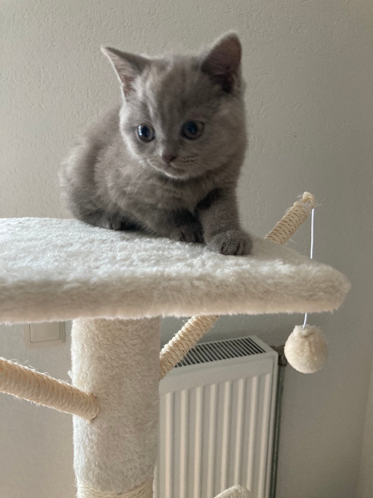 Britse Korthaar, Poes, Gechipt