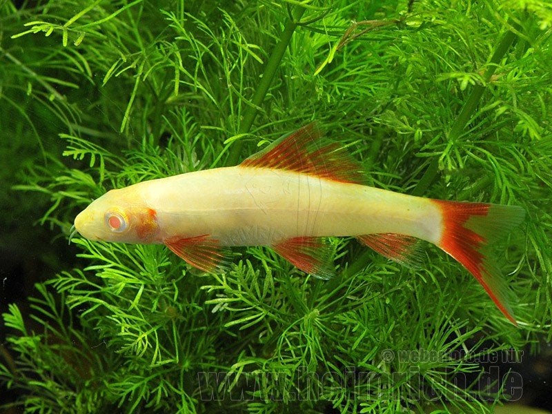 Albino Labeo, Dieren en Toebehoren, Vis