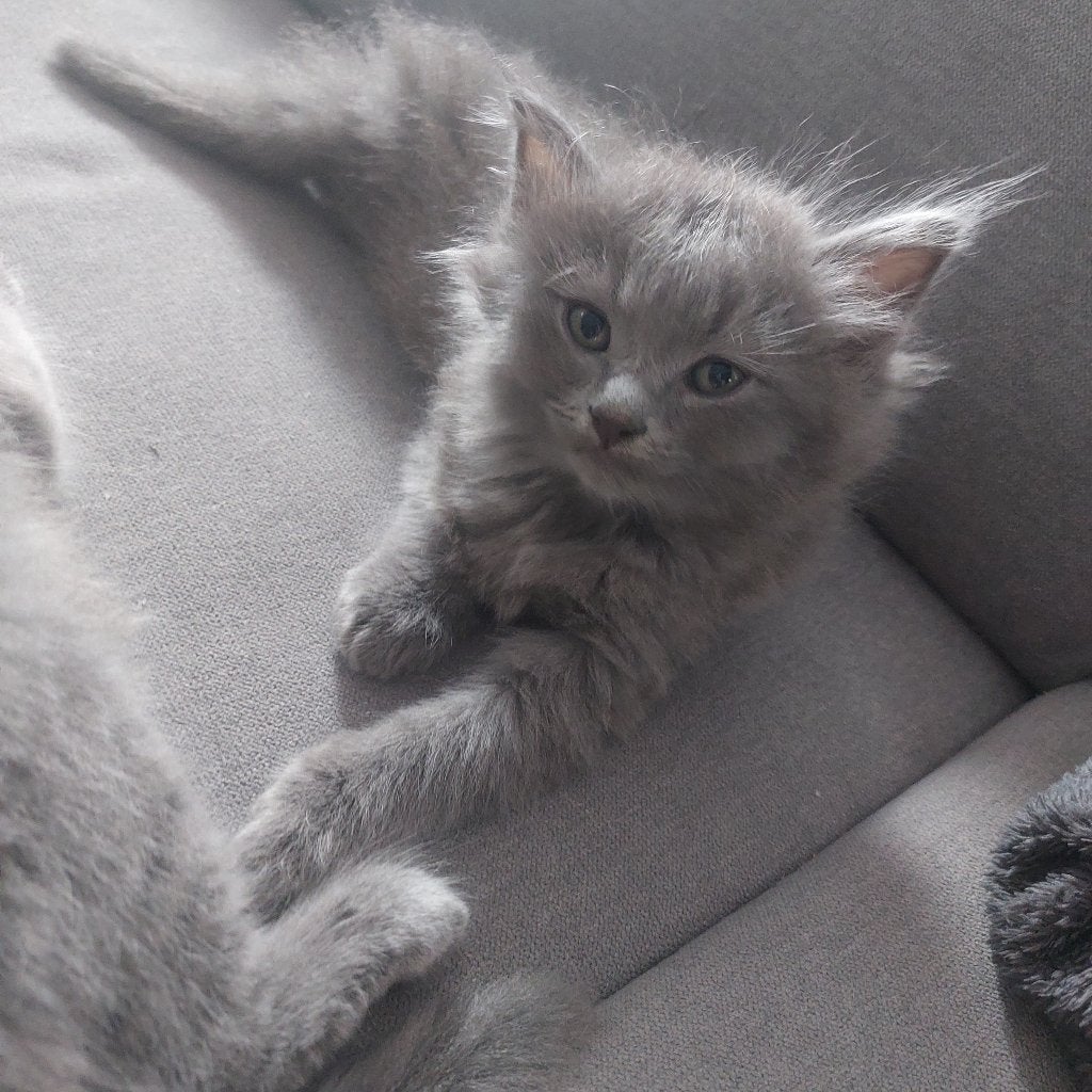 Maine Coon Kittens, Meerdere dieren, Ontwormd, 0 tot 2 jaar