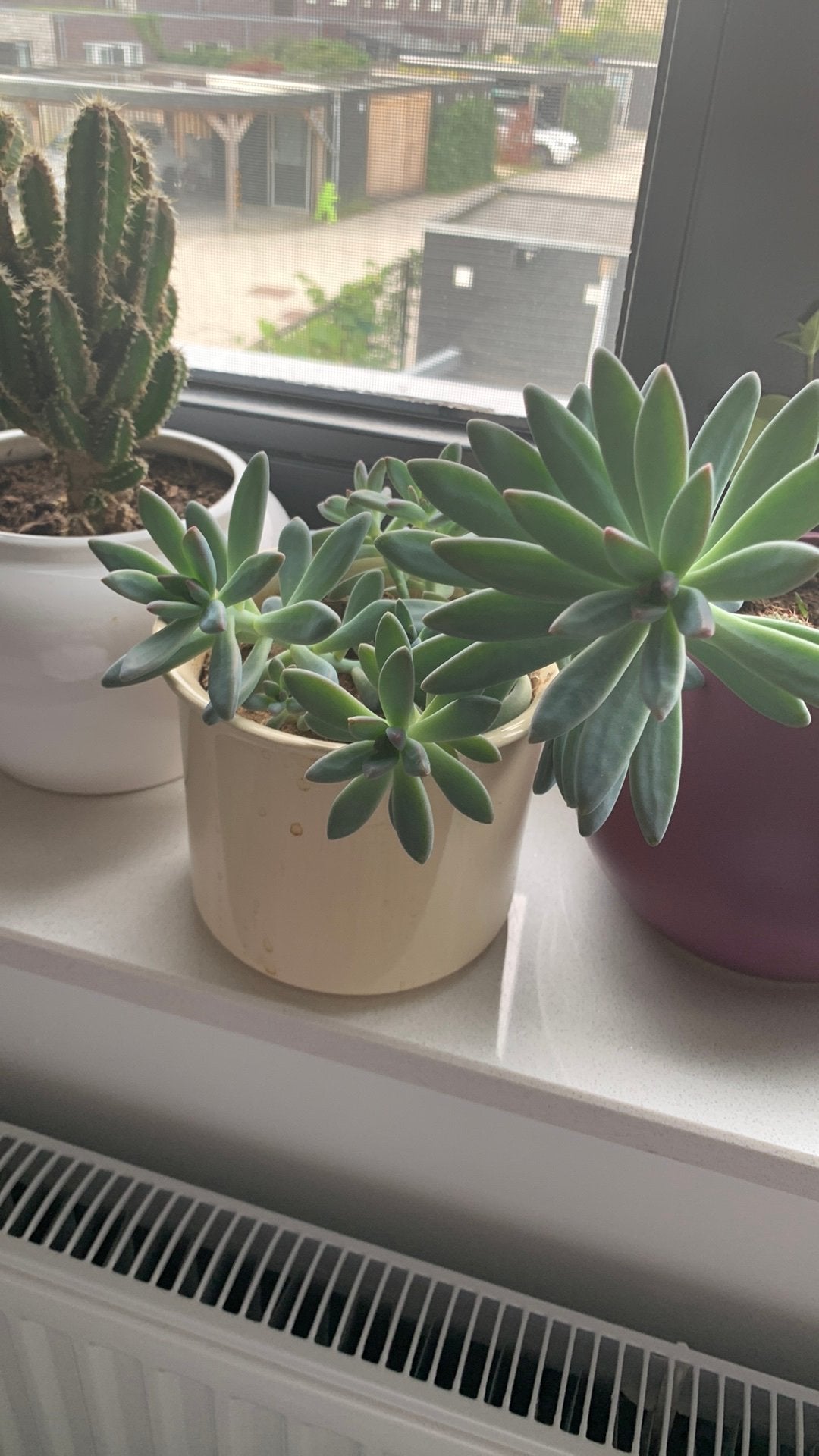 Cactus plant met pot €8, Huis en Inrichting, Ophalen, Cactus, Volle zon, Minder dan 100 cm