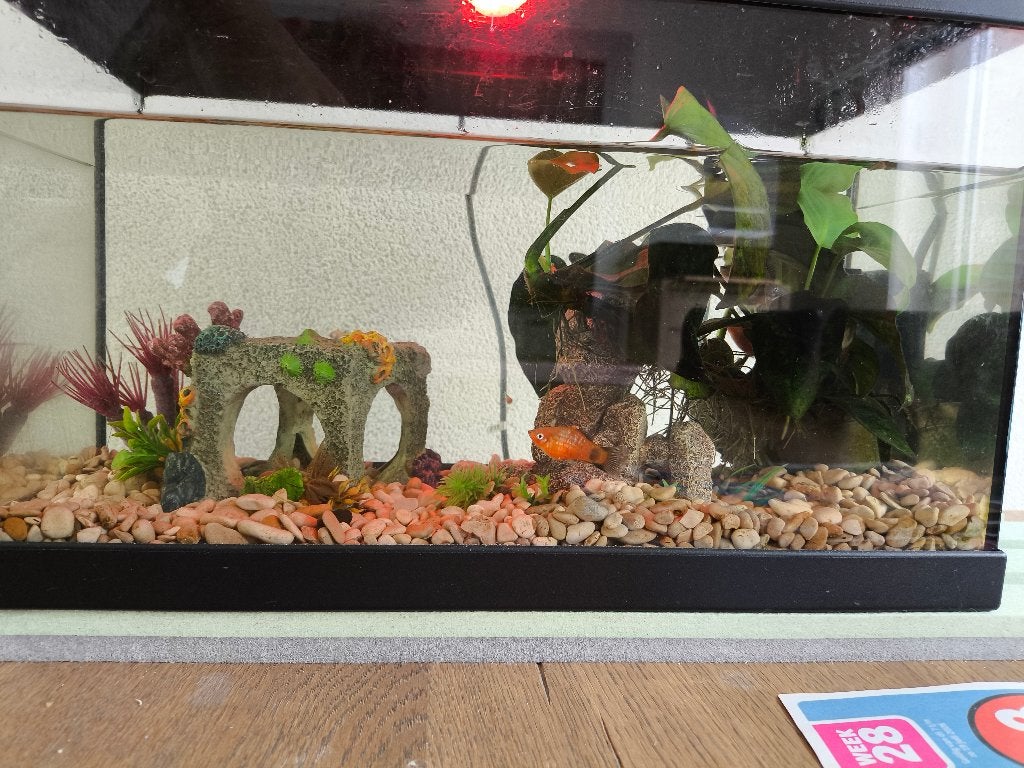 Aquarium onderdelen (eventueel ook met vissen), Ophalen, Decoratie, Gebruikt, Overige merken