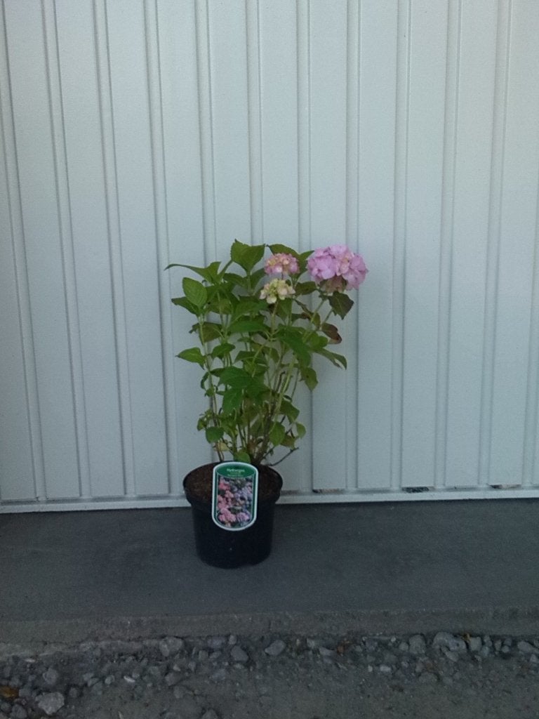 Hortensia,Hydrangea Bouquet Rose, Vaste plant, Halfschaduw, Zomer, Ophalen