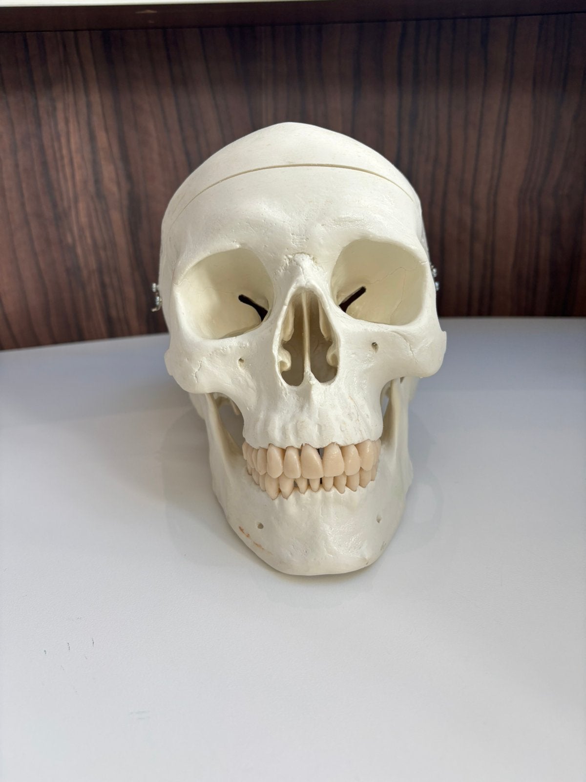 Schedel 3B Scientific GmbH - Anatomisch Model, Ophalen of Verzenden
