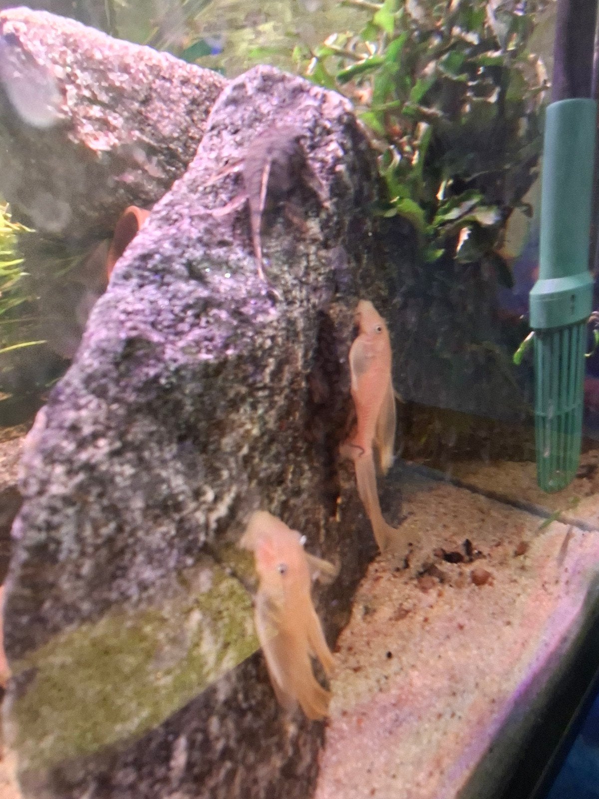 2 volwassen long fin lemon blue eye l144, Dieren en Toebehoren, 0 tot 2 jaar