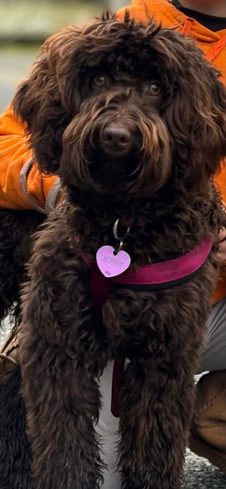 Getestte medium Labradoodle, Dieren en Toebehoren, Honden | Dekreuen, België, Fokker | Hobbymatig, Reu, Parvo