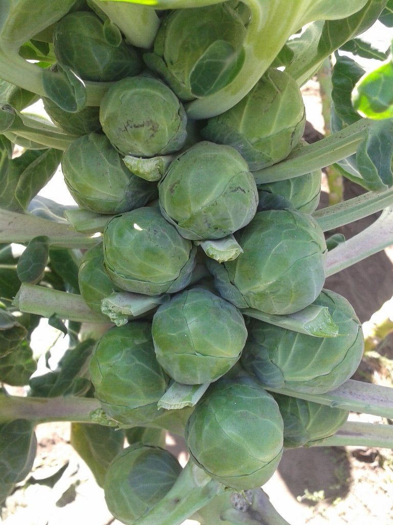Spruitjes zaden, Verzenden, Zaad