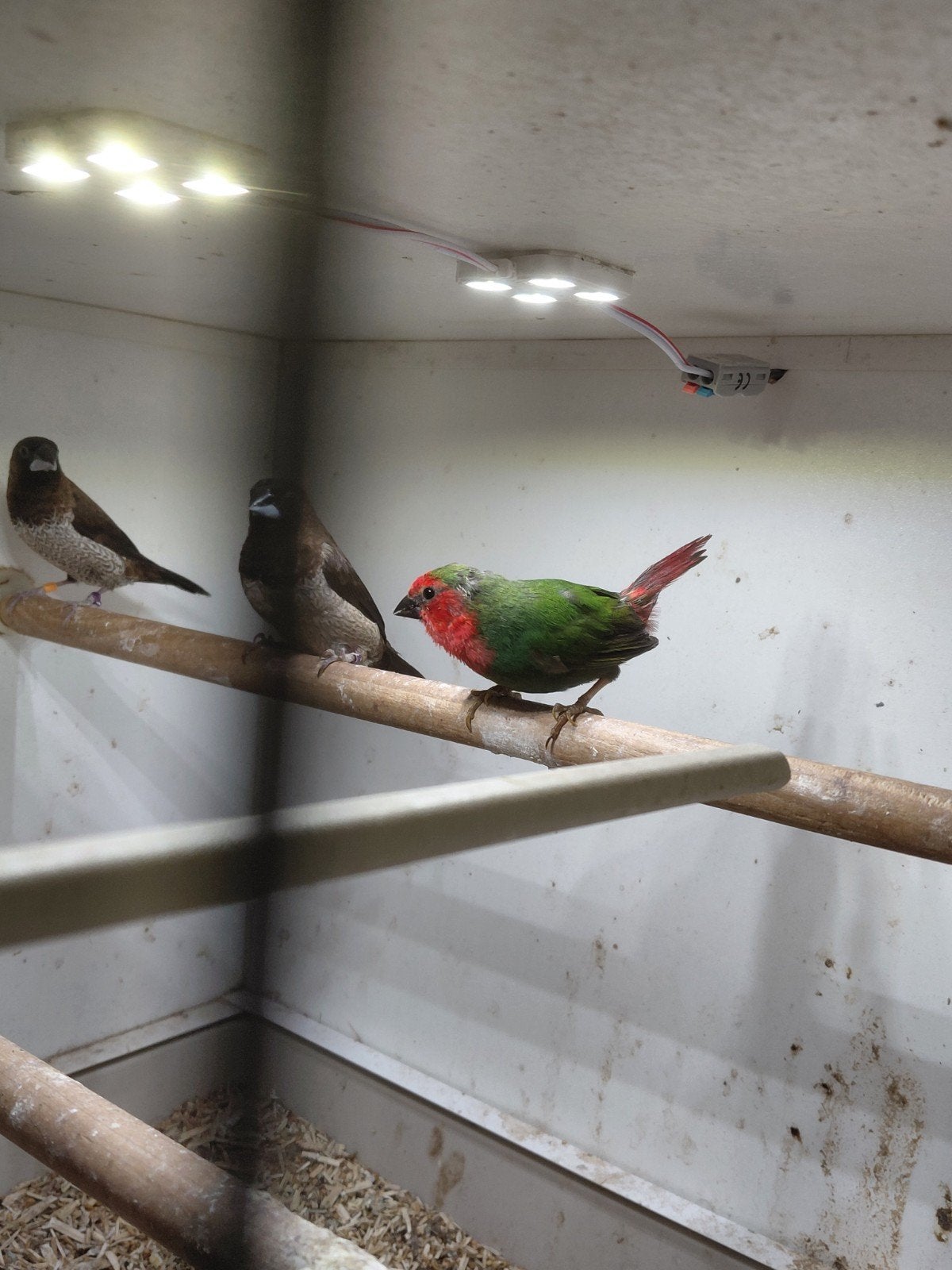 Roodkop papagaai amadine pop, Dieren en Toebehoren, Vogels | Overige Vogels, Vrouwelijk
