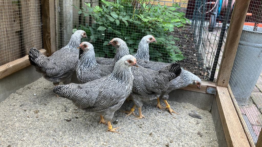 Barnevelder krielen - meerzomig zilverpatrijs, Dieren en Toebehoren, Pluimvee, Meerdere dieren, Kip