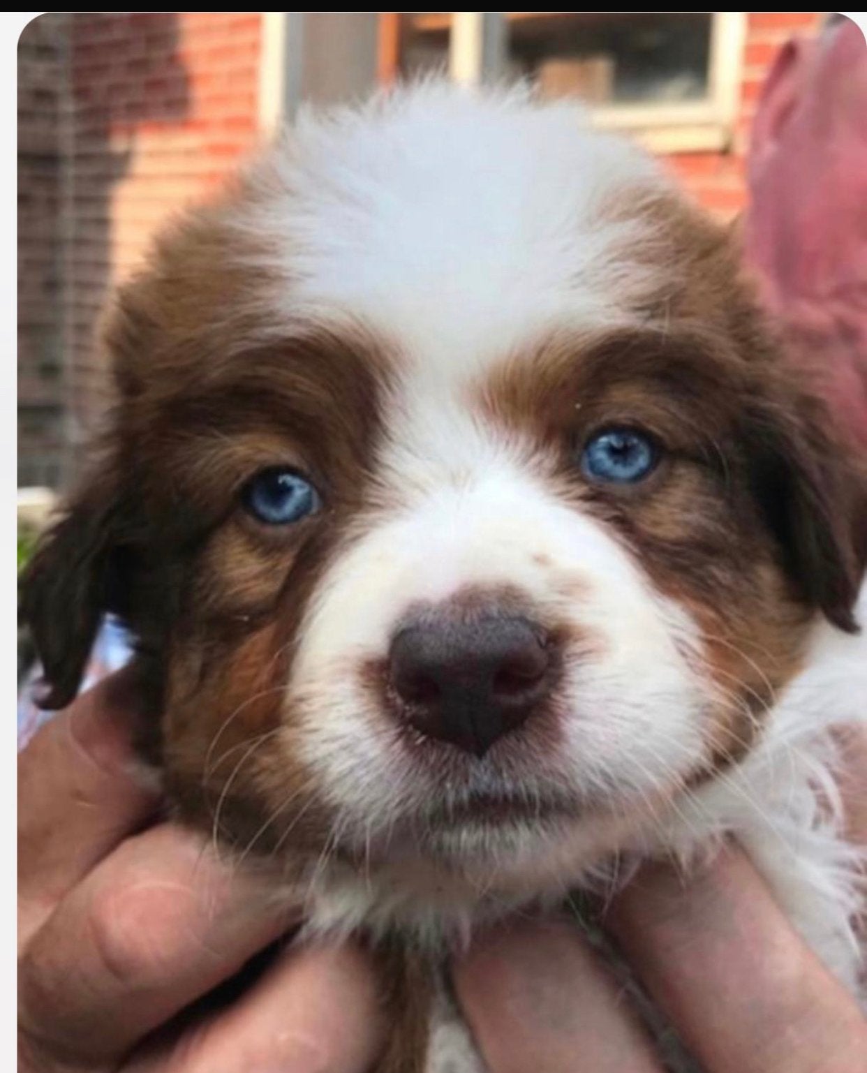Ras zuiver border bordecollie / collie pups met bkauwe ogen, Parvo, 8 tot 15 weken, Collie, Meerdere