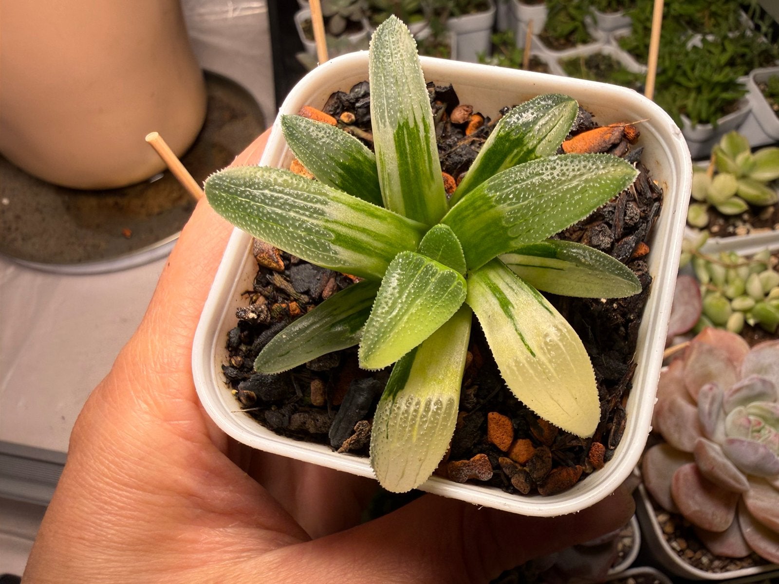 Haworthia variegata/pot 6.5cm/vetplant/succulent, Huis en Inrichting, Ophalen of Verzenden, Halfschaduw, Minder dan 100 cm